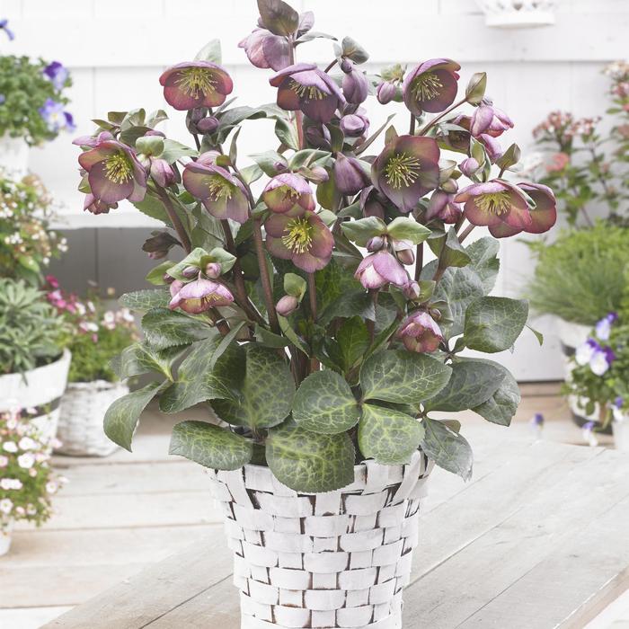 Frostkiss® 'Dana's Dulcet' - Helleborus (Lenten Rose) from E.C. Brown's Nursery Frostkiss® 'Dana's Dulcet' - Helleborus (Lenten Rose) from E.C. Brown's Nursery