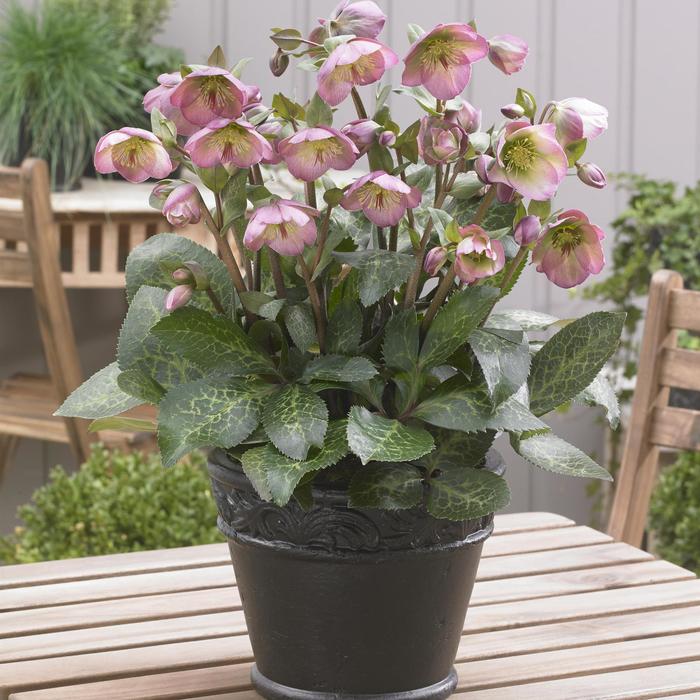 Frostkiss® 'Dorothy's Dawn™' - Helleborus (Lenten Rose) from E.C. Brown's Nursery Frostkiss® 'Dorothy's Dawn™' - Helleborus (Lenten Rose) from E.C. Brown's Nursery