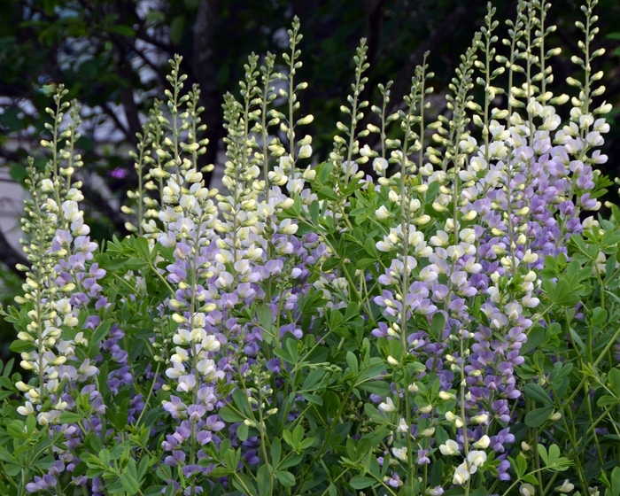 Prairieblues™ Lunar Eclipse - Baptisia 'Lunar Eclipse' PP25875 (False Indigo) from E.C. Brown's Nursery Prairieblues™ Lunar Eclipse - Baptisia 'Lunar Eclipse' PP25875 (False Indigo) from E.C. Brown's Nursery