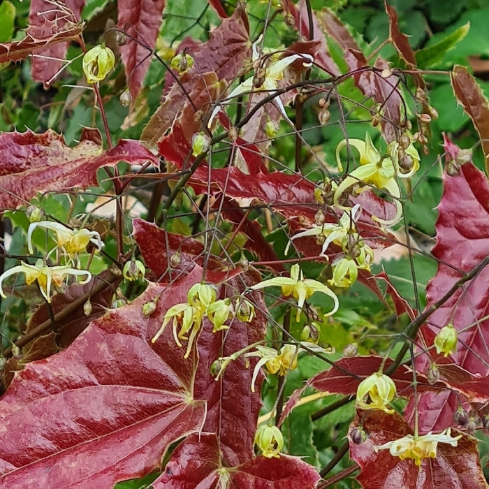 Spine Tingler Barrenwort - Epimedium ssp. nova 'Spine Tingler' (Barrenwort) from E.C. Brown's Nursery Spine Tingler Barrenwort - Epimedium ssp. nova 'Spine Tingler' (Barrenwort) from E.C. Brown's Nursery