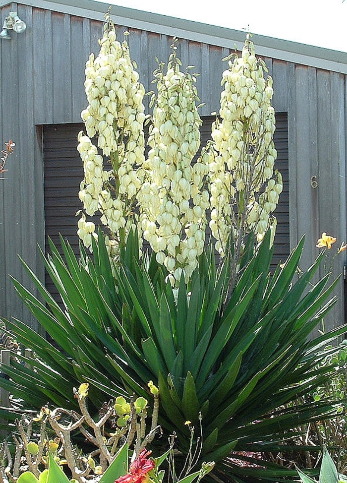 Ivory Tower Yucca - Yucca filamentosa 'Ivory Tower' (Yucca) from E.C. Brown's Nursery Ivory Tower Yucca - Yucca filamentosa 'Ivory Tower' (Yucca) from E.C. Brown's Nursery