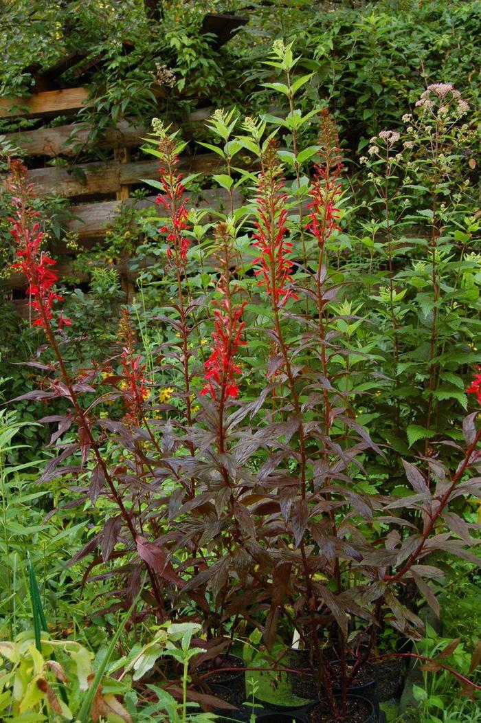 'Black Truffle' - Lobelia cardinalis 'Black Truffle' PP25687 from E.C. Brown's Nursery