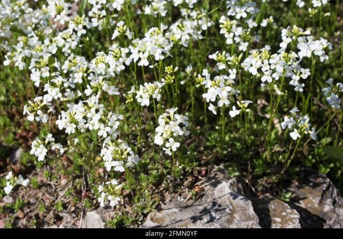 Dwarf Mountain Rockcress - Arabis sturri (Dwarf Mountain Rockcress) from E.C. Brown's Nursery