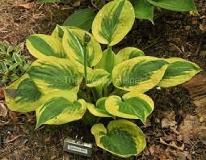 Summer Lovin Funkia, Summer Lovin Hosta - Hosta 'Summer Lovin' from E.C. Brown's Nursery