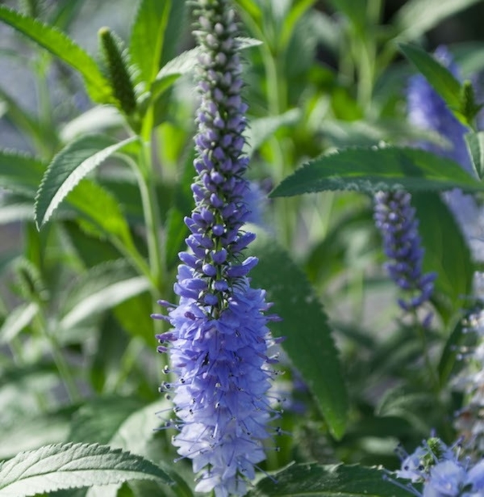 Shining Sea Veronica - Veronica longifolia VERNIQUE 'Shining Sea' from E.C. Brown's Nursery Shining Sea Veronica - Veronica longifolia VERNIQUE 'Shining Sea' from E.C. Brown's Nursery