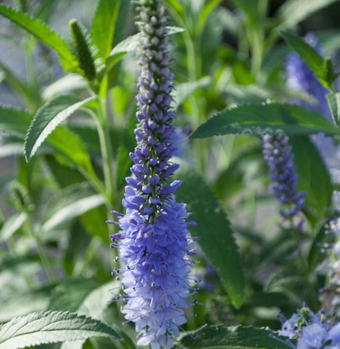 Shining Sea Veronica - Veronica longifolia VERNIQUE 'Shining Sea' from E.C. Brown's Nursery