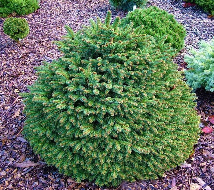 Hildburghausen Dwarf Norway Spruce - Picea abies 'Hildburghausen' (Dwarf Norway Spruce) from E.C. Brown's Nursery