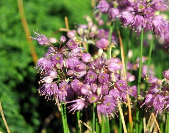 Ozawa Ornamental Onion - Allium thunbergii 'Ozawa; from E.C. Brown's Nursery Ozawa Ornamental Onion - Allium thunbergii 'Ozawa; from E.C. Brown's Nursery