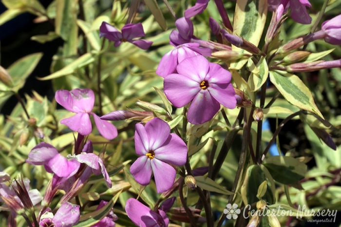 Triple Play Meadow Phlox - Phlox glaberrima 'Triple Play' PP21329 (Meadow Phlox) from E.C. Brown's Nursery