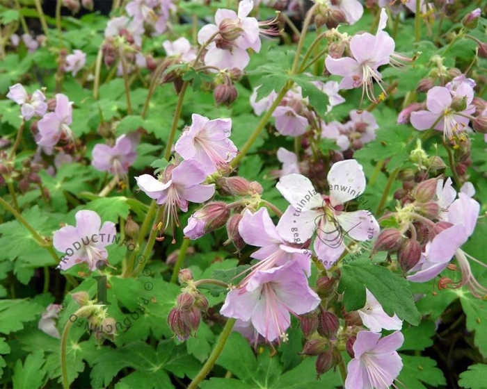 Ingwersen's Variety Cranesbill - Geranium macrorrhizum 'Ingwersen's Variety' (Cranesbill) from E.C. Brown's Nursery