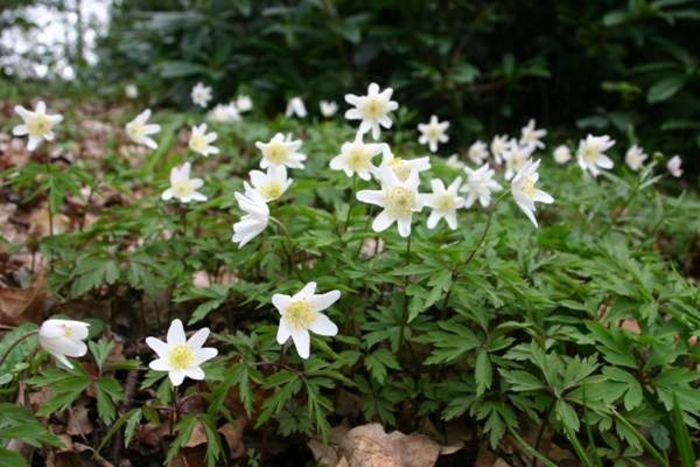 Woodlands Anemone - Anemonoides nemorosa from E.C. Brown's Nursery