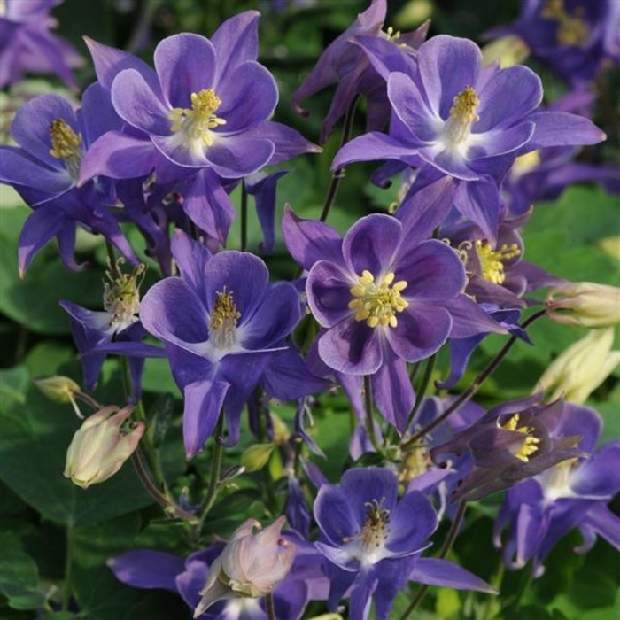 Nin's Blue Columbine - Aquilegia vulgaris Nin's Blue' from E.C. Brown's Nursery