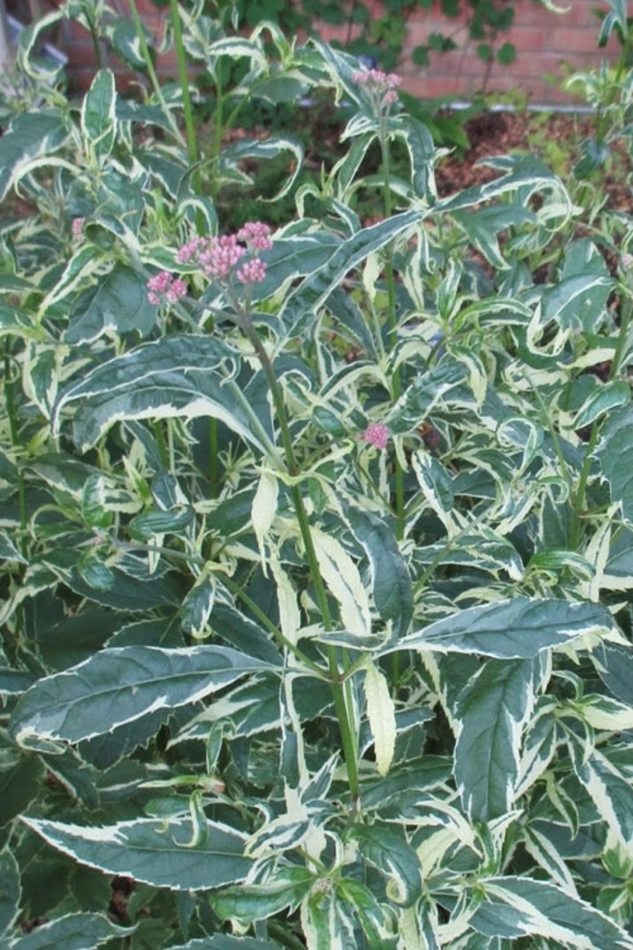 Variegated Joe Pye Weed - Eupatorium fortunei 'Pink Frost' from E.C. Brown's Nursery