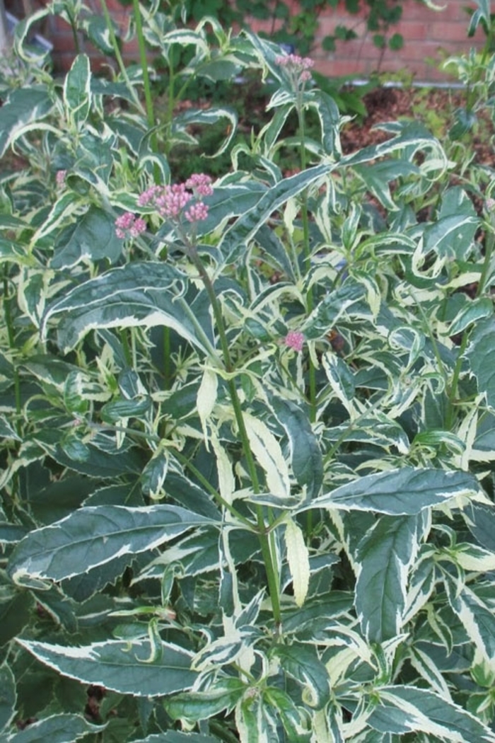Variegated Joe Pye Weed - Eupatorium fortunei 'Pink Frost' from E.C. Brown's Nursery Variegated Joe Pye Weed - Eupatorium fortunei 'Pink Frost' from E.C. Brown's Nursery