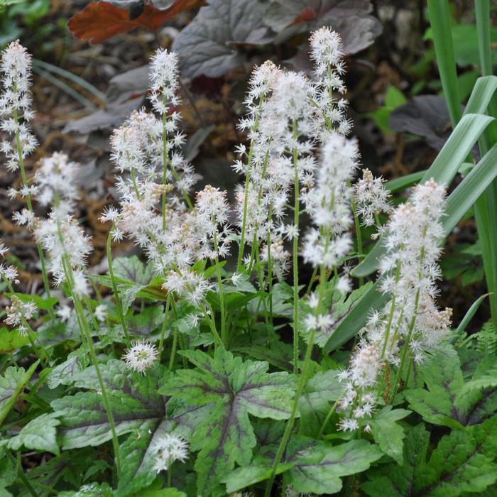 Angel Wings Foamflower - Tiarella cordifolia from E.C. Brown's Nursery