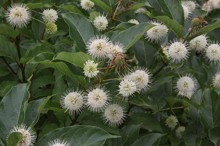 Magical® Moonlight Button Bush - Cephalanthus occidentalis from E.C. Brown's Nursery Magical® Moonlight Button Bush - Cephalanthus occidentalis from E.C. Brown's Nursery