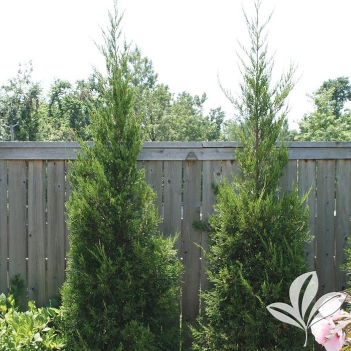 'Hetzii Columnaris' Chinese Juniper - Juniperus chinensis from E.C. Brown's Nursery