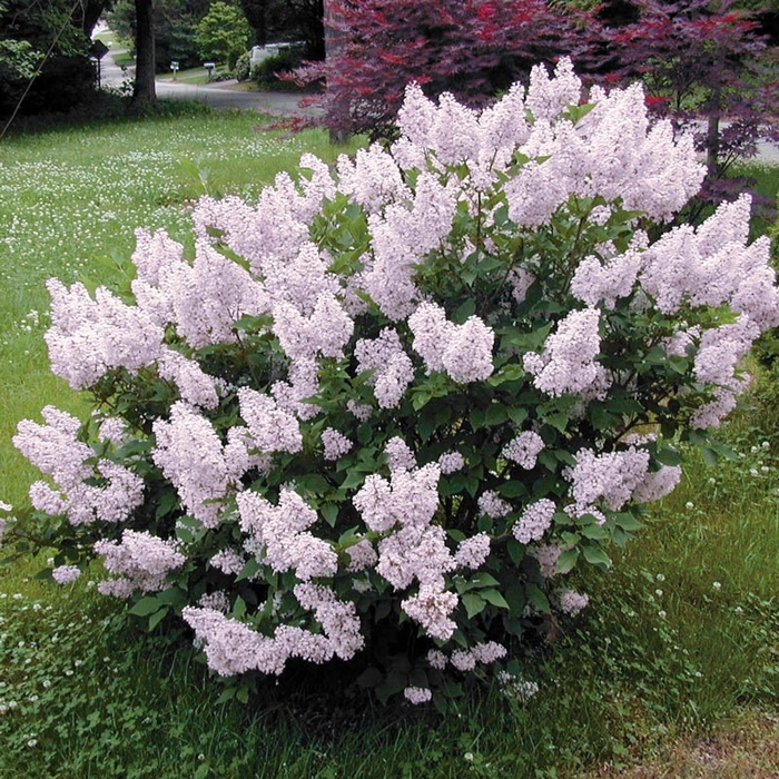 Miss Kim Lilac - Syringa patula 'Miss Kim' from E.C. Brown's Nursery