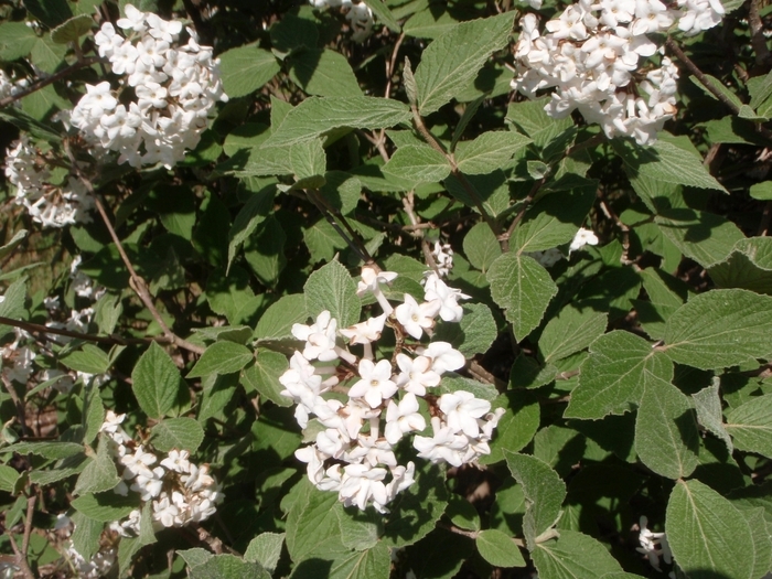 Judd viburnum - Viburnum x 'juddii' from E.C. Brown's Nursery Judd viburnum - Viburnum x 'juddii' from E.C. Brown's Nursery