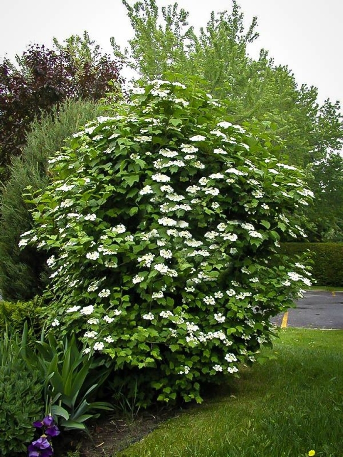 Cranberrybush Viburnum - Viburnum trilobum 'Wentworth' from E.C. Brown's Nursery Cranberrybush Viburnum - Viburnum trilobum 'Wentworth' from E.C. Brown's Nursery