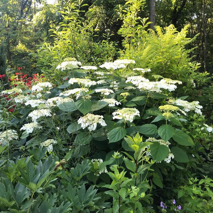 'Haas Halo' Smooth Hydrangea - Hydrangea arborescens PP24783 from E.C. Brown's Nursery