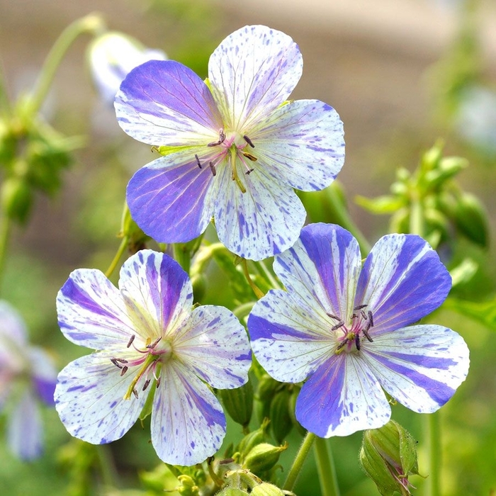 Delft Blue Geranium - Geranium pratense 'Delft Blue' (Geranium) from E.C. Brown's Nursery Delft Blue Geranium - Geranium pratense 'Delft Blue' (Geranium) from E.C. Brown's Nursery