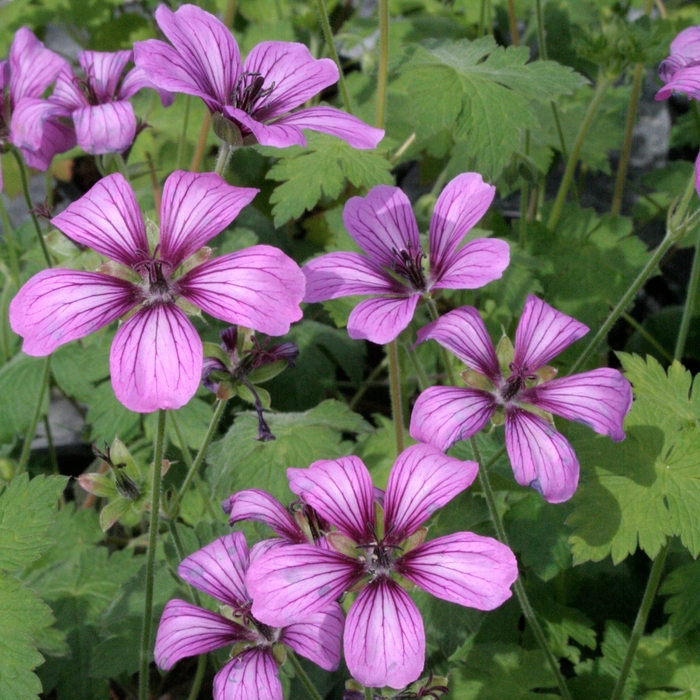 Sue Crug Geranium - Geranium x 'Sue Crug' from E.C. Brown's Nursery