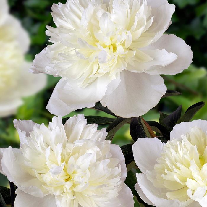  'Duchess de Nemours' - Paeonia lactiflora from E.C. Brown's Nursery