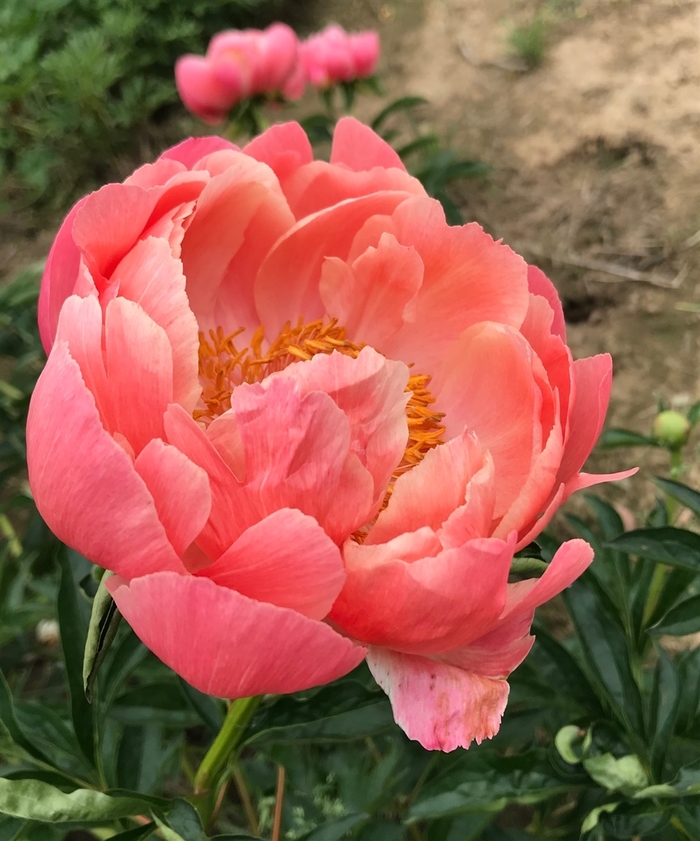 Pink Hawaiian Coral Peony - Paeonia 'Pink Hawaiian Coral' (Peony) from E.C. Brown's Nursery Pink Hawaiian Coral Peony - Paeonia 'Pink Hawaiian Coral' (Peony) from E.C. Brown's Nursery