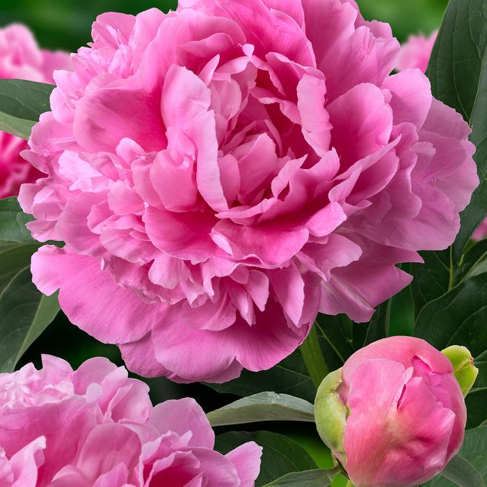 'Jacorma' Peony - Paeonia lactiflora from E.C. Brown's Nursery