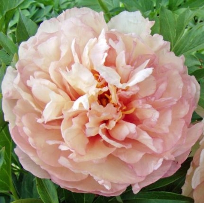 Scrumdiddlyumptious Itoh Peony - Paeonia 'Scrumdiddlyumptious' (Itoh Peony) from E.C. Brown's Nursery