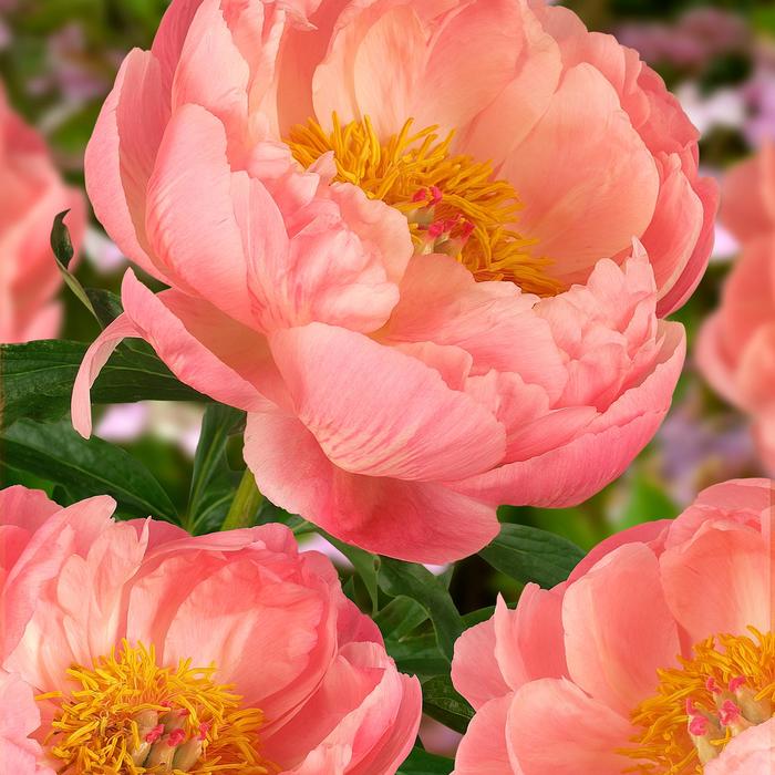 'Coral Charm' Peony - Paeonia lactiflora from E.C. Brown's Nursery