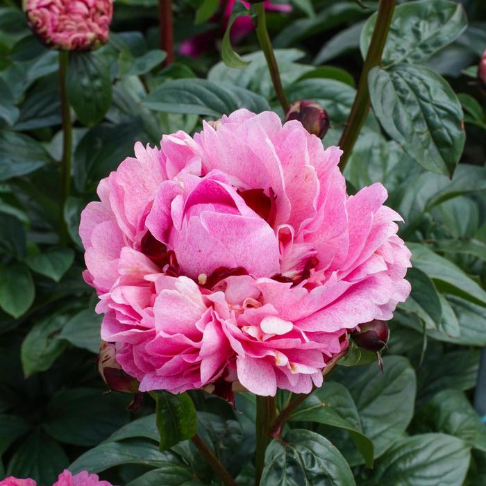 'The Fawn' Peony - Paeonia lactiflora from E.C. Brown's Nursery 'The Fawn' Peony - Paeonia lactiflora from E.C. Brown's Nursery
