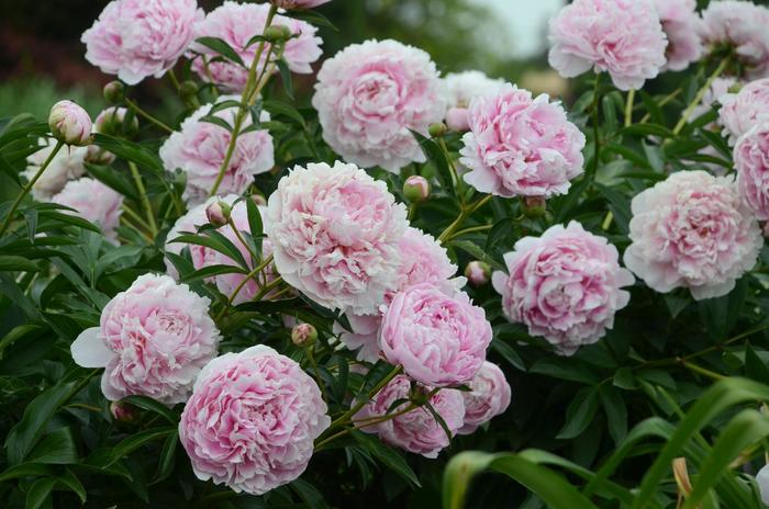 'Sarah Bernhardt' Peony - Paeonia lactiflora from E.C. Brown's Nursery