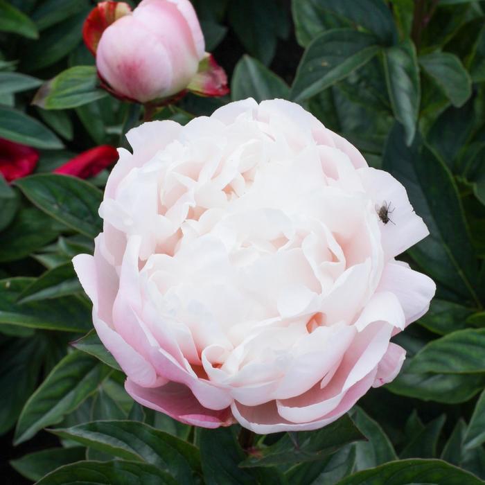 'Nick Shaylor' Peony - Paeonia lactiflora from E.C. Brown's Nursery