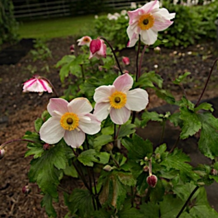 Dainty Swan Japanese Anemone - Anemone 'Dainty Swan' PPAF (Japanese Anemone) from E.C. Brown's Nursery