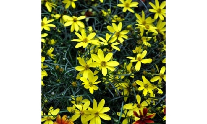 Cruizin' Electric Avenue - Coreopsis verticillata 'Electric Avenue' PP24688 (Tickseed) from E.C. Brown's Nursery Cruizin' Electric Avenue - Coreopsis verticillata 'Electric Avenue' PP24688 (Tickseed) from E.C. Brown's Nursery