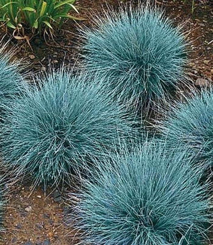 Cool as Ice Festuca - Festuca 'Cool as Ice' (Festuca) from E.C. Brown's Nursery