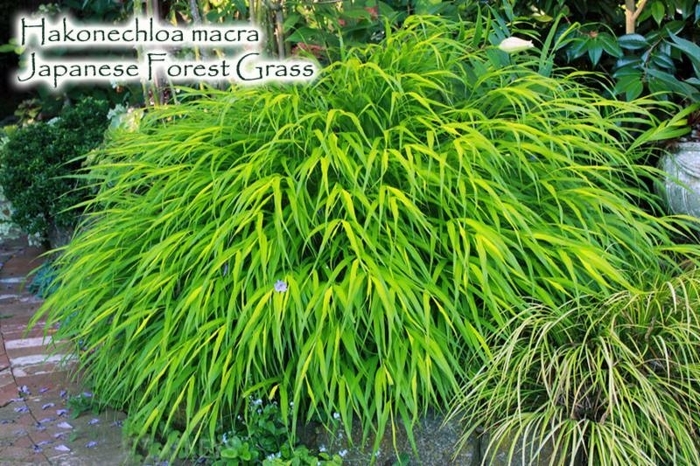 Japanese Feather Grass - Hakonechloa macra from E.C. Brown's Nursery