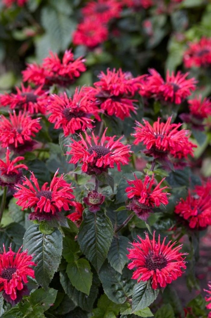 Bee-You™ Bee-Happy - Monarda 'Bee-Happy' (Bee Balm) from E.C. Brown's Nursery Bee-You™ Bee-Happy - Monarda 'Bee-Happy' (Bee Balm) from E.C. Brown's Nursery