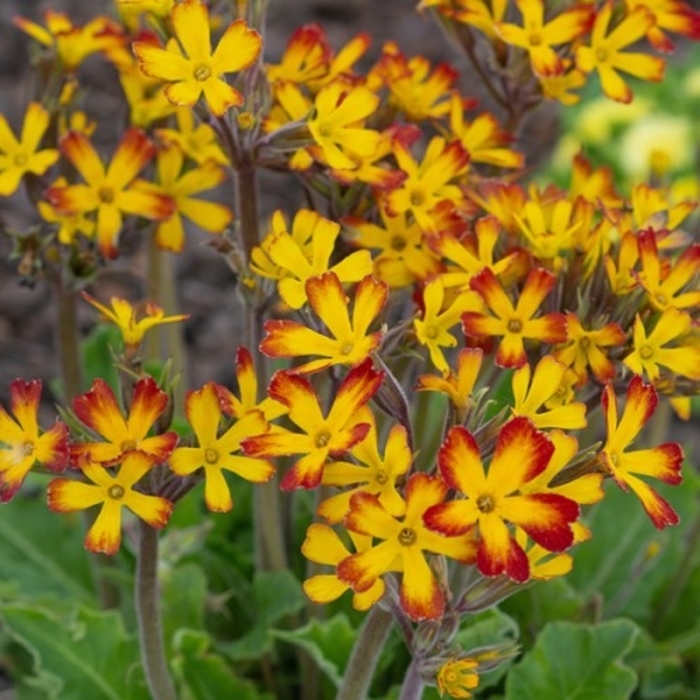 Oakleaf Yellow Picotee Primrose - Primula vulgaris 'Oakleaf Yellow Picotee' (Primrose) from E.C. Brown's Nursery