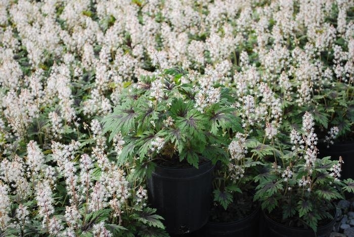 Timbuktu Foamflower - Tiarella 'Timbuktu' (Foamflower) from E.C. Brown's Nursery