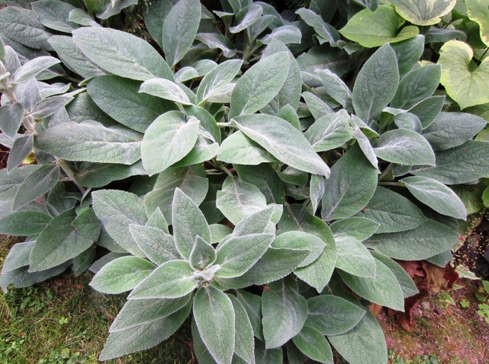 Silky Fleece Lamb's Ear - Stachys byzantina 'Silky Fleece' (Lamb's Ear) from E.C. Brown's Nursery