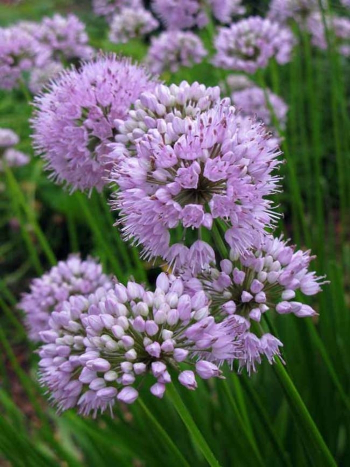 Summer Beauty Ornamental Onion - Allium lusitanicum 'Summer Beauty' (Ornamental Onion) from E.C. Brown's Nursery Summer Beauty Ornamental Onion - Allium lusitanicum 'Summer Beauty' (Ornamental Onion) from E.C. Brown's Nursery