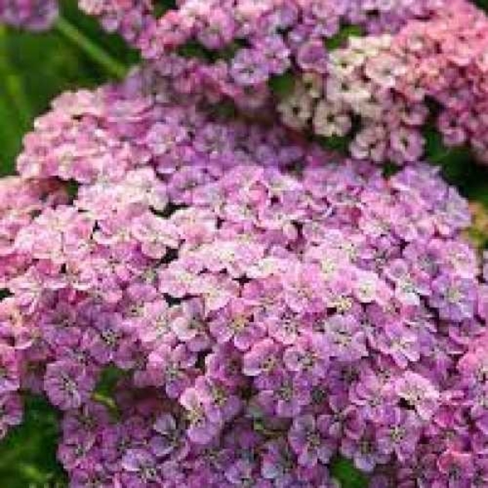 Rainbow Ending Blue Yarro - Achillea millefolium 'Rainbow Ending Blue' (Yarrow) from E.C. Brown's Nursery