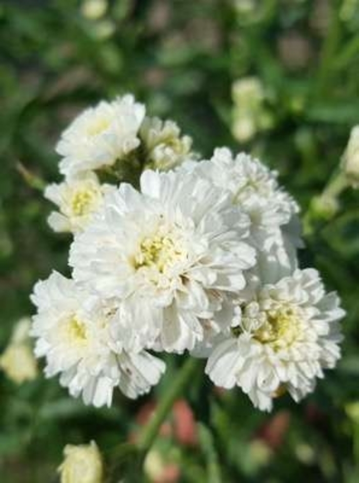 Peter Coton Tail Sneezewort - Achillea ptarmica 'Peter Cotontail'(Sneezewort) from E.C. Brown's Nursery