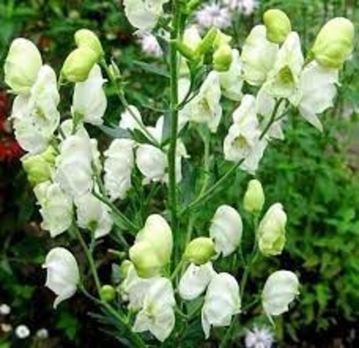 Album Monkshood - Aconitum napellus 'Album' (Monkshood) from E.C. Brown's Nursery Album Monkshood - Aconitum napellus 'Album' (Monkshood) from E.C. Brown's Nursery