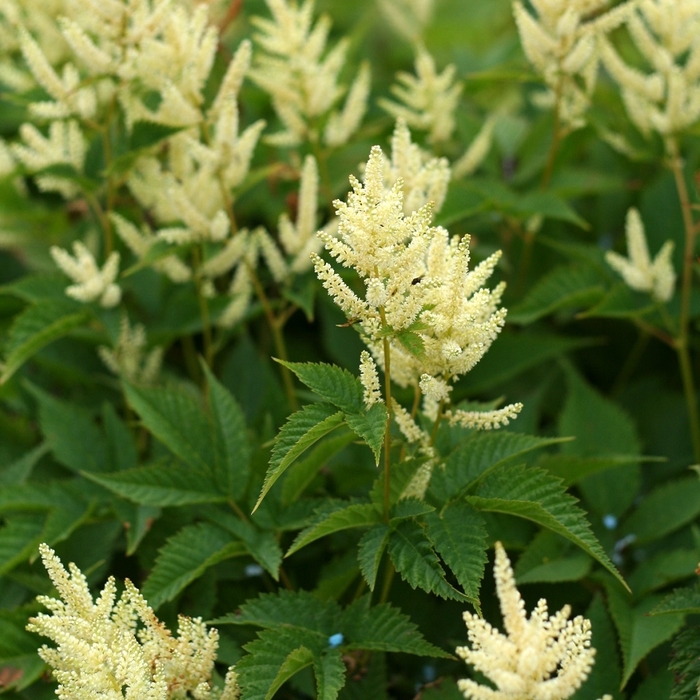 Sparkles Goat's Beard - Aruncus 'Sparkles' from E.C. Brown's Nursery Sparkles Goat's Beard - Aruncus 'Sparkles' from E.C. Brown's Nursery