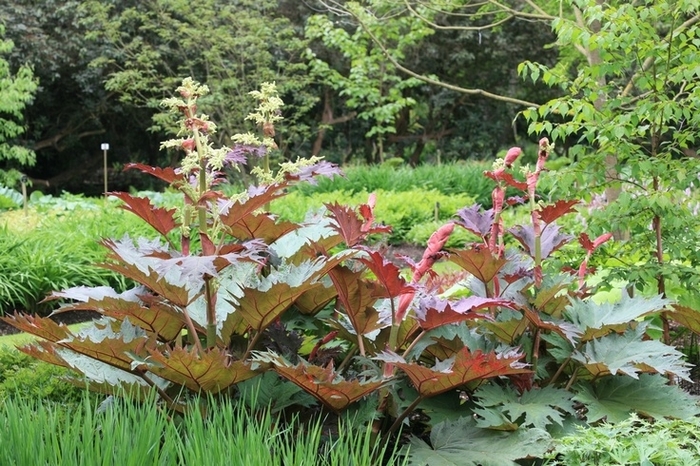 Ornamental Rhubarb - Rheum palmatum var. tanguticum (Ornamental Rhubarb) from E.C. Brown's Nursery Ornamental Rhubarb - Rheum palmatum var. tanguticum (Ornamental Rhubarb) from E.C. Brown's Nursery