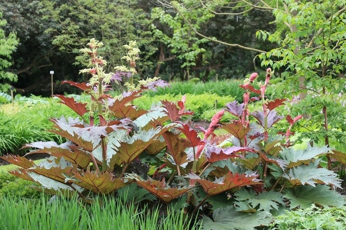 Ornamental Rhubarb - Rheum palmatum var. tanguticum (Ornamental Rhubarb) from E.C. Brown's Nursery